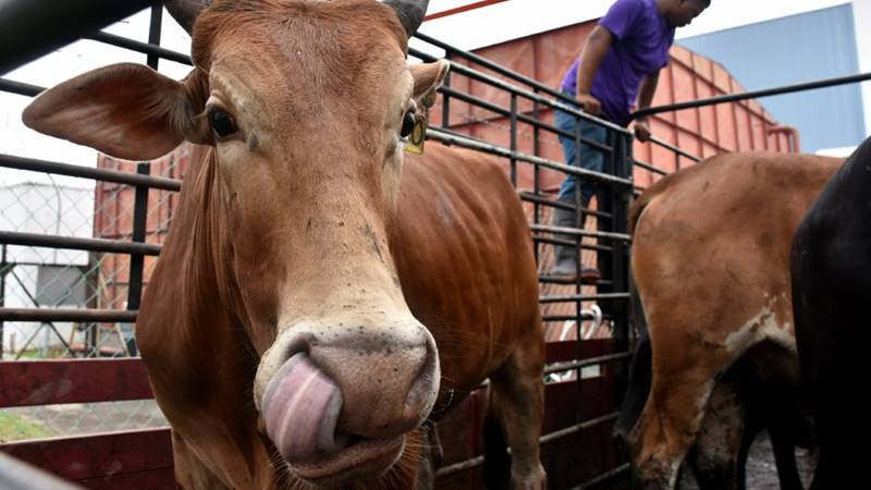 Jelang Idul Adha 1447 H, Penjualan Sapi Kurban di Pessel Turun